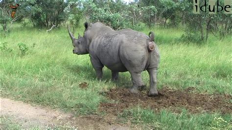 rhino poop gif|White Rhino Pooping .